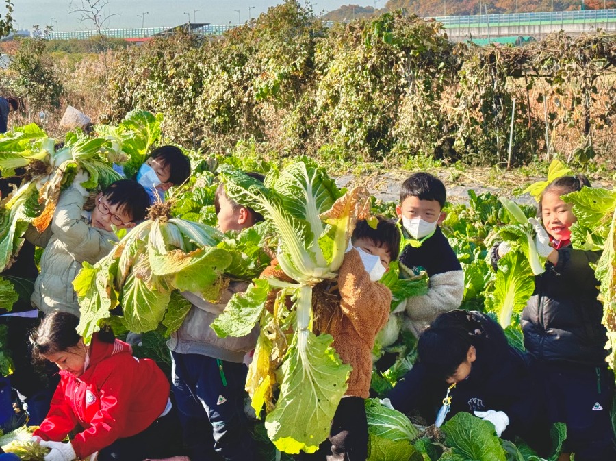 ♡텃밭체험 - 무, 배추 수확♡